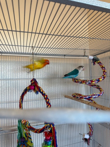love birds
