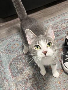 Russian White, Black and Tabby – she is a gray and white we are not sure of her breed she is not fixed and has her shots she is 1