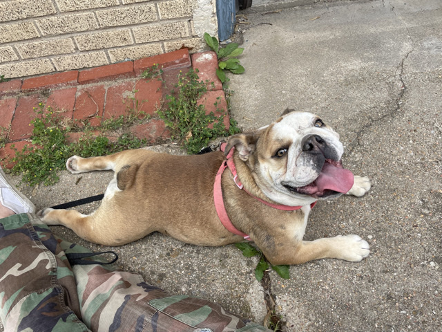 Olde English Bulldogge – Harley – Newton