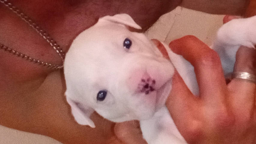 American Pit Bull Terrier – pit bull purple nose