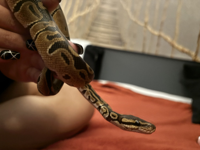 Ball Python