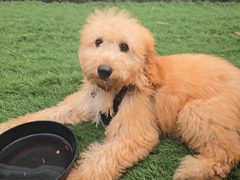 Goldendoodle – BEAUTIFUL GOLDENDOODLE – Lakeland