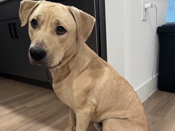 Labrador Retriever – Ad Title:Apollo – Loving 1-Year-Old Lab/Pit Mix Looking for a Forever Home – Houston