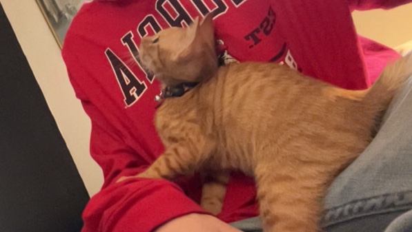 Kitten for sale | COVINGTON GA