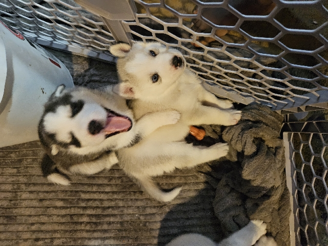 Siberian Husky – Husky Puppies for sell 2 boys
