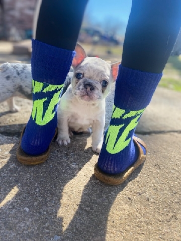 French Bulldog – french bulldog 7 weeks