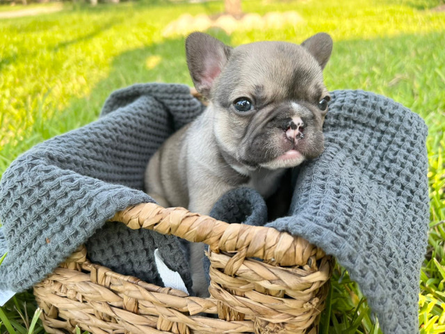 French Bulldog