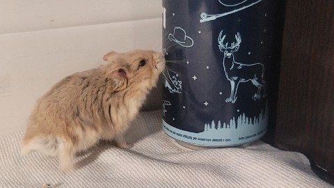 Any – Dorf hamsters for sale