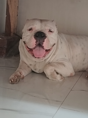 American Bulldog – American bully Dog for mating