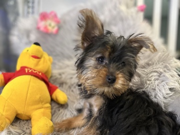Yorkshire Terrier – Leo is ready for his fore ever home – Middletown