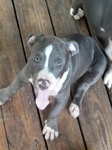 American Bulldog – American bullies for sale