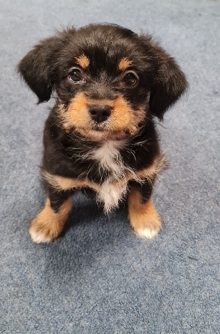 Yorkshire Terrier – Yorkie pup