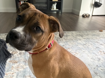 Boxer – Bandit – Waltham