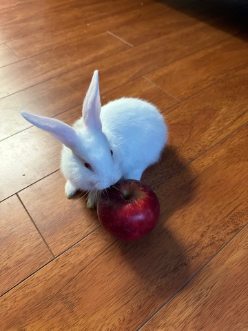 baby purebred giant Flemish rabbit