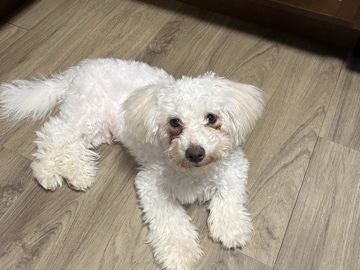 Mixed Breed – 5-Month-Old Bichon Frise Mix – Verona