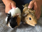 Two Female Guinea Pigs