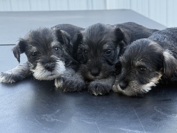 Standard Schnauzer – Schnauzer disponibles – Lehigh Acres