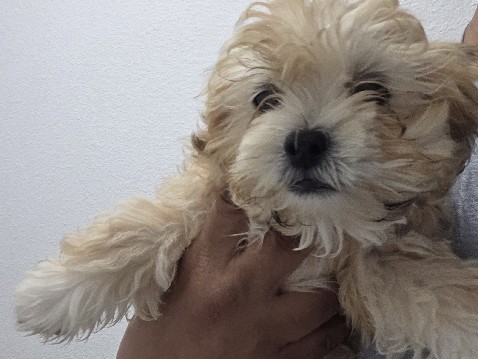 Shih Poo – 5 Shi Tzu puppies looking for forever home – Jamul