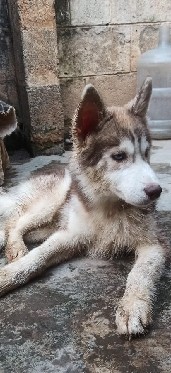 siberian husky male