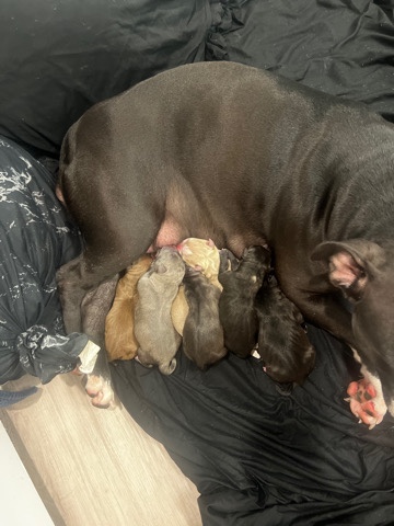 American Pit Bull Terrier – American pit bull terriers (full breed pups)