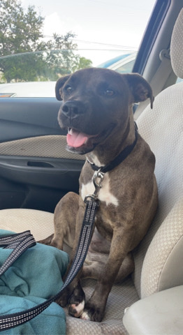 Blue Lacy – Rehoming sweet Girl