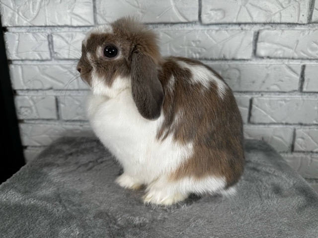 Holland Lop – Holland Lop Doe – Duluth