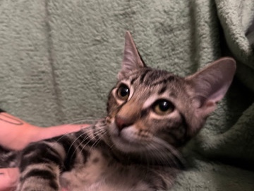 kittens wanting a forever home – Saint Petersburg