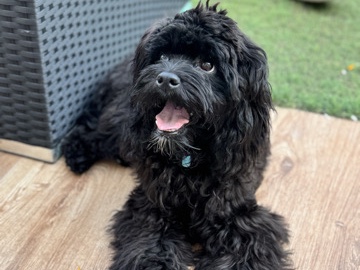 Others - Male 7 months Cockapoo available for adoption in Dubai