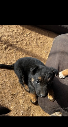 German Shepard Puppy