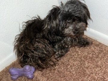 Maltipoo – Female Maltipoo – Sweet, Calm, and Recently Groomed – Los Angeles