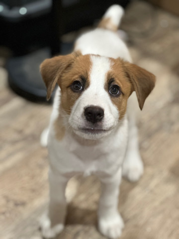 German Shepherd – 8 week old mixed breed puppy