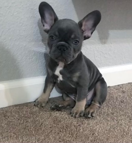 French Bulldog – French Bulldog puppies for sell