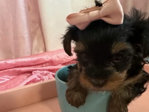 Yorkshire Terrier – yorkie tea cup – Tampa