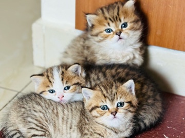 British Shorthair - Black Golden Tabby British Shorthair available for adoption in Dubai