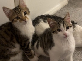 2 kittens one boy and one girl – Birmingham