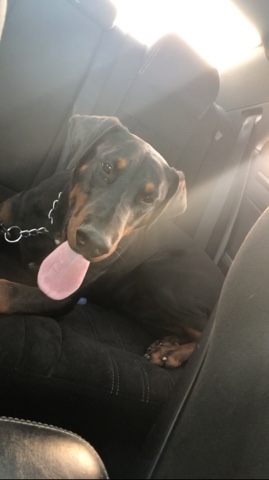 Doberman Pinscher – European doberman in need of new home asap