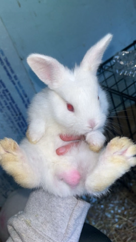 American – bunnies for sale!