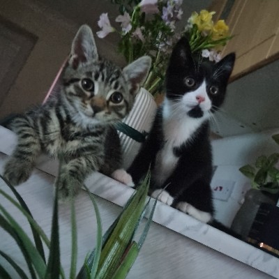 British Shorthair – kittens looking for there forever home
