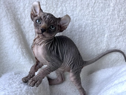 Sphynx – Beautiful Elf Spyhnx – Telford