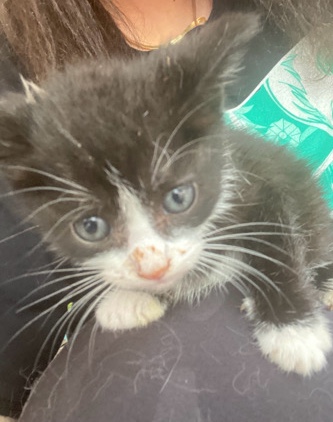 kittens