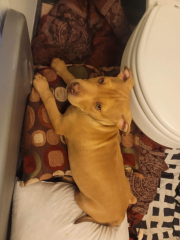 American Pit Bull Terrier – puppy pitBull