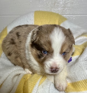 Australian shepherd puppies