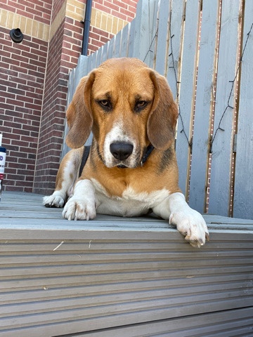 beagle dog
