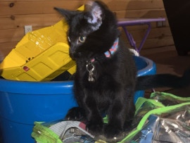11 week old Male Kittens – McCaysville