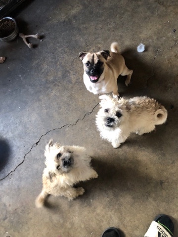 2, 6 month old puppies for free 