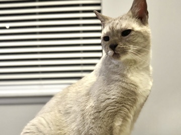 Old Boy Needing a Forever Home – Avon