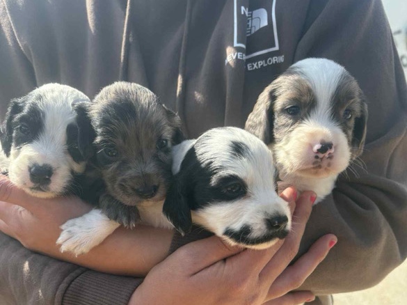 English Cocker Spaniel – cocker spaniel – Southampton