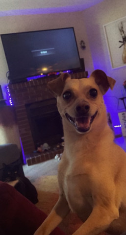 just needs a good home