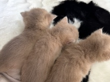 British Shorthair – british shorthair – Ermont
