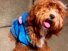 Image of Goldendoodle